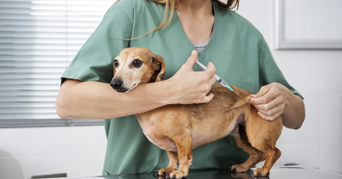Wie kann man sich einigen mit einem Hund wenn man sich trennt? Wie kann man sich einigen mit einem Hund wenn man sich trennt?