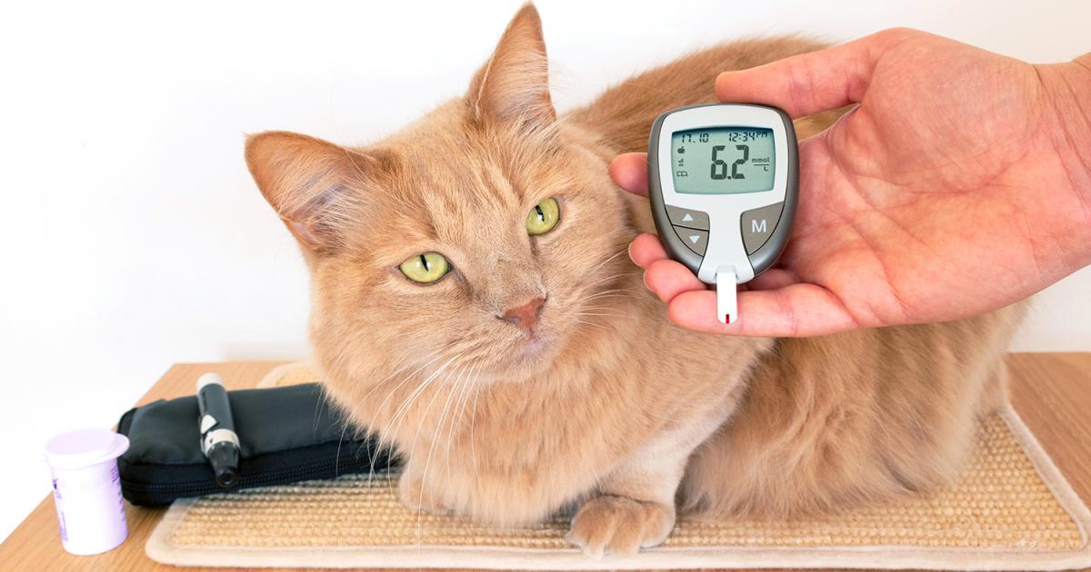 Diabetes Mellitus bei Katzen: Ein umfassender Leitfaden