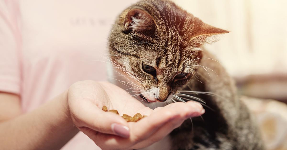 Darf Nierenkranke Katze Rohes Fleisch Fressen Top 26+ Was Darf Eine Nierenkranke Katze Nicht Fressen Bilder - TrueTech