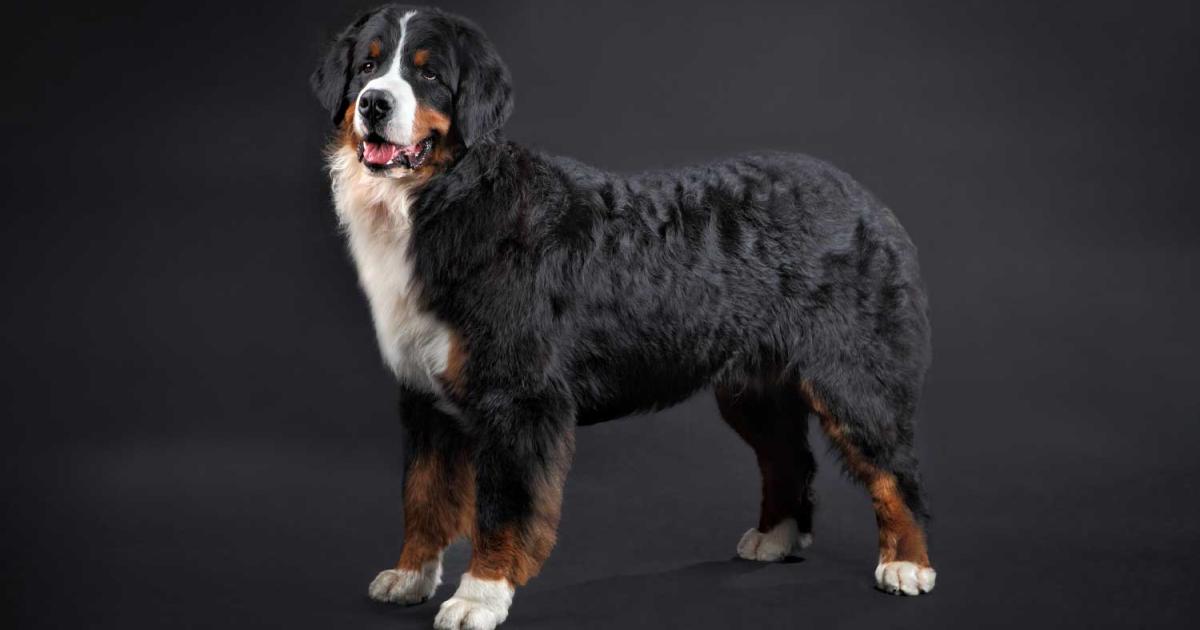 Berner Sennenhund: Charakter, Aussehen und Erkrankungen