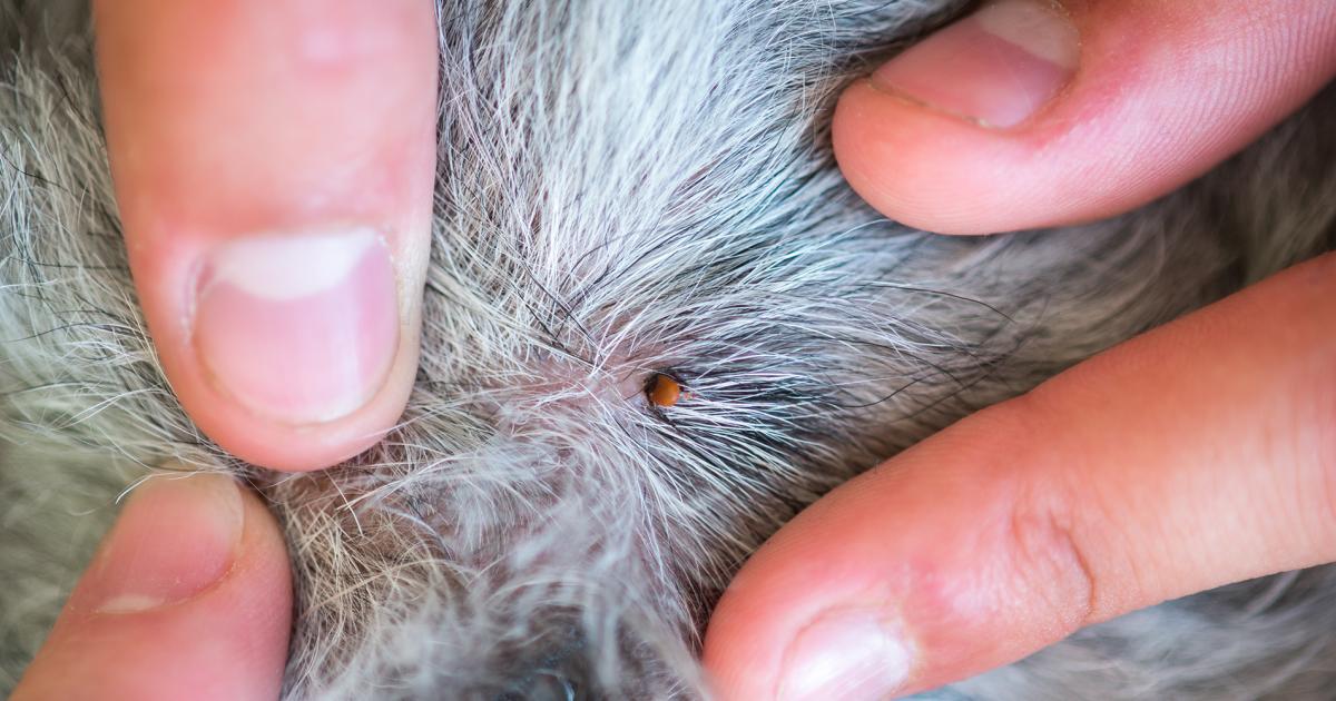 Wie Teuer Ist Eine Zeckenentfernung Beim Tierarzt Zeckenstich beim Hund vorbeugen und Zecken entfernen