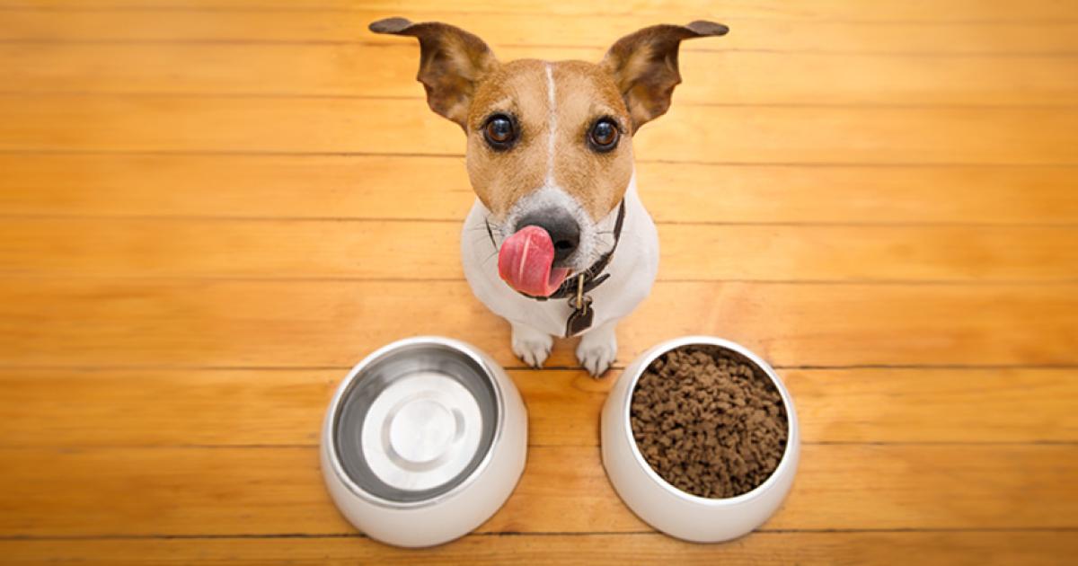 Die richtige Ernährung für den Hund