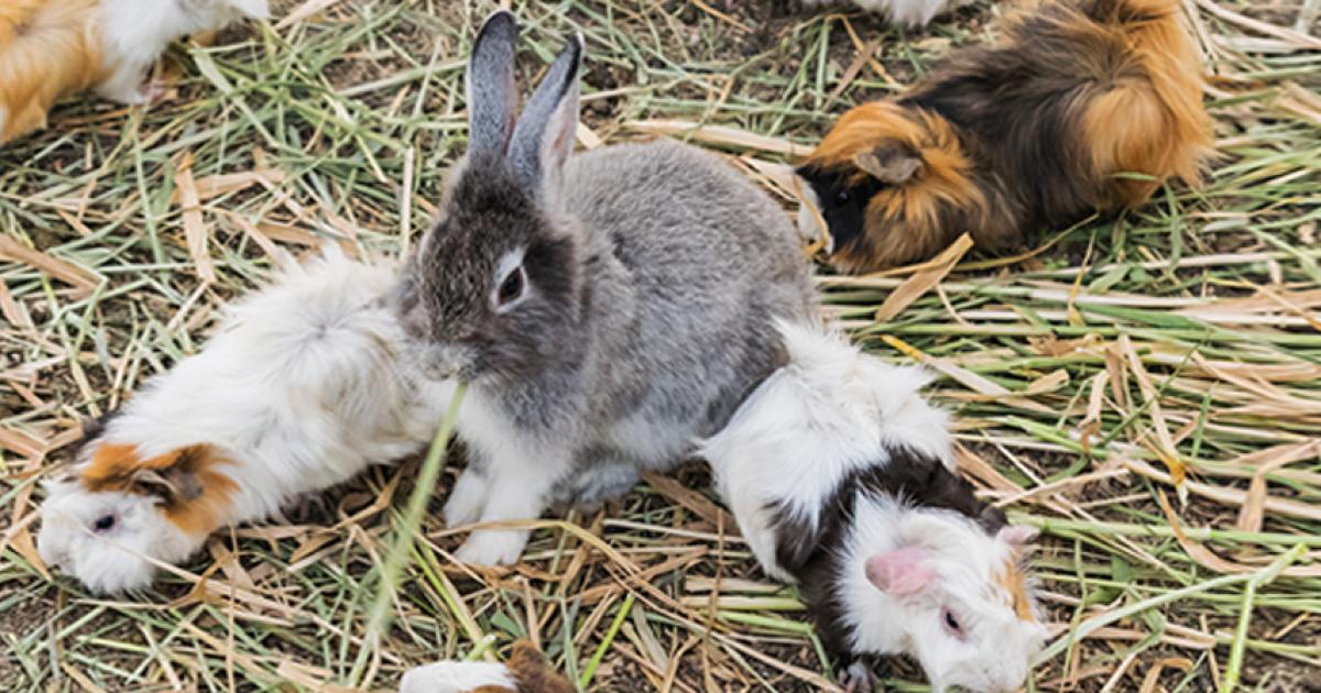 Kaninchen kastrieren – mit diesen Kosten ist zu rechnen