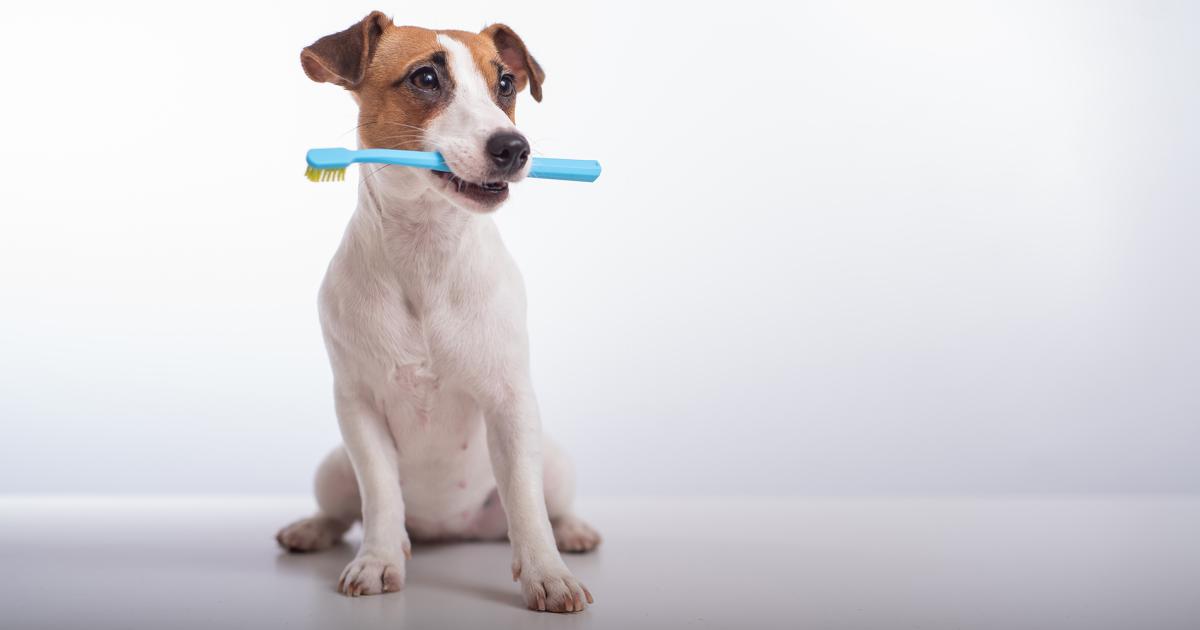 Mundgeruch beim Hund Was man tun kann