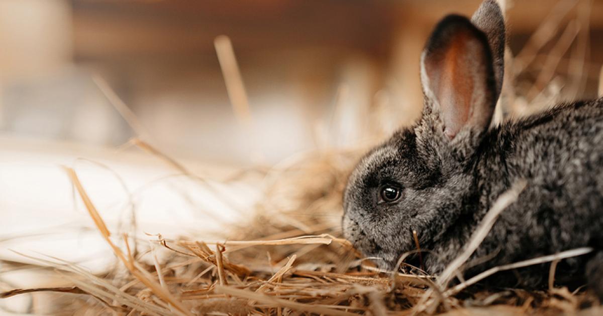 Kaninchen hat Durchfall: Was kann man tun?
