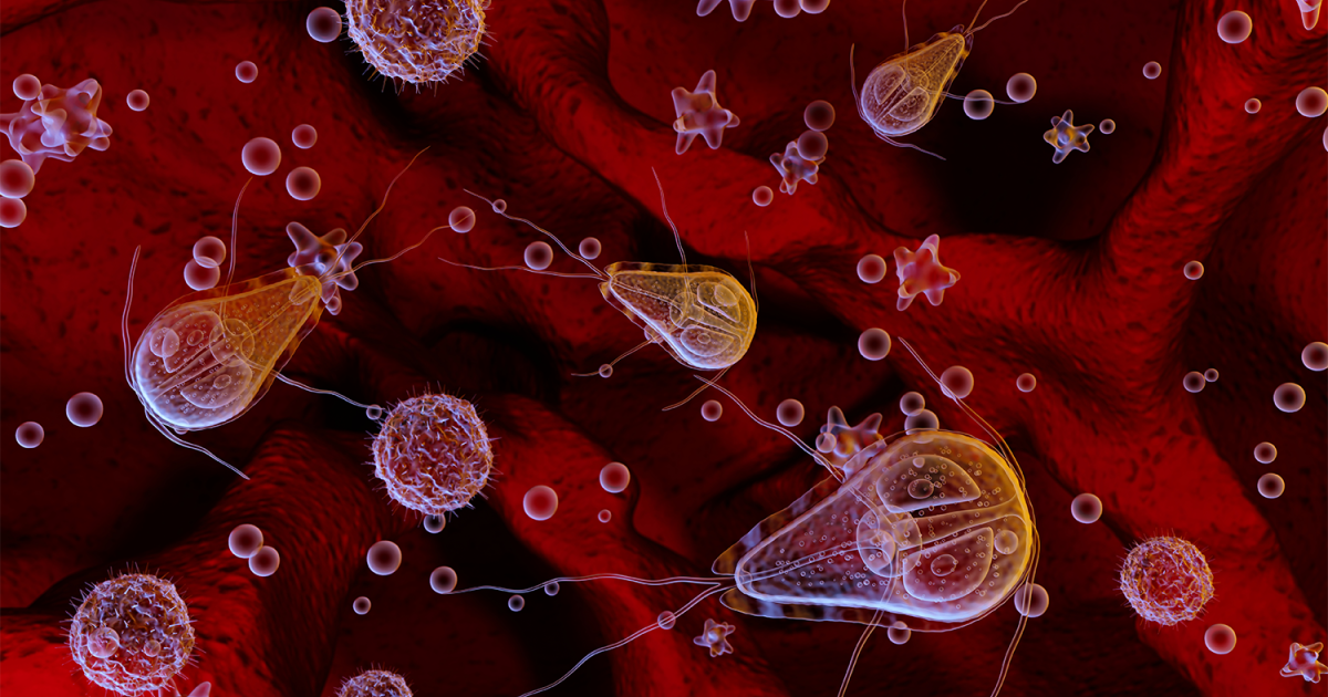 Giardiose beim Hund Symptome, Diagnose und Behandlung