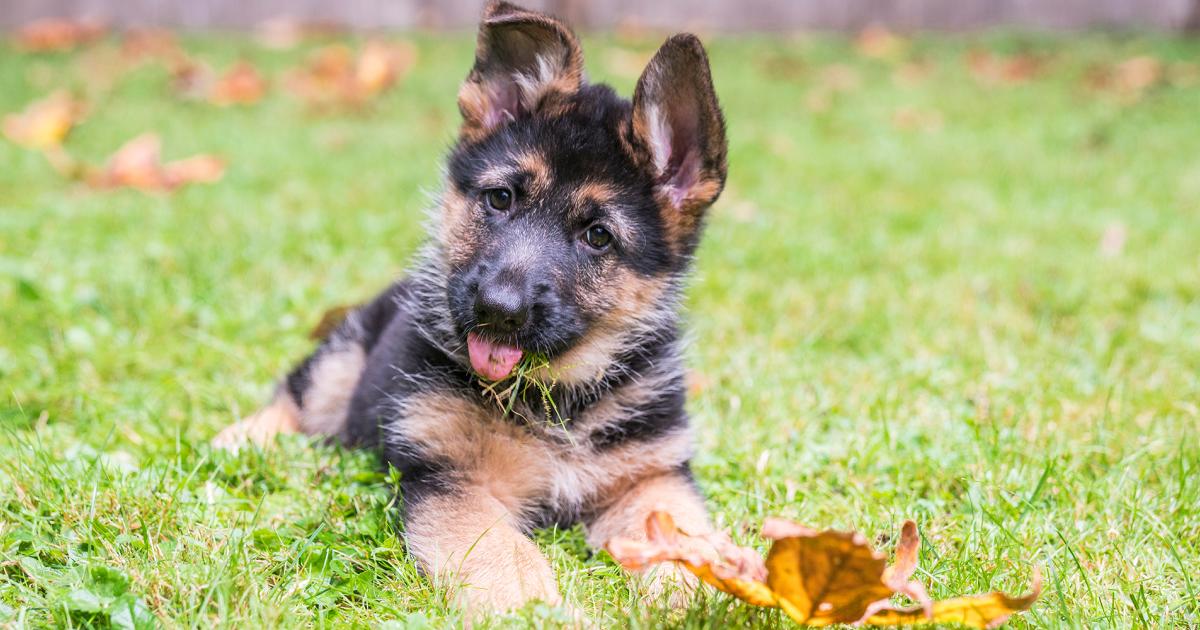 Warum hat mein Hund Schluckauf?