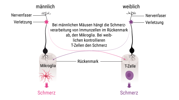 Infografik erklärt die unterschiedliche Schmerzempfindung bei männlichen und weiblichen Tieren: Bei männlichen sind Immunzellen im Rückenmark (Mikroglia) für die Schmerzverarbeitung verantwortlich, bei weiblichen sind es T-Zellen (eine andere Art von Immunzellen)