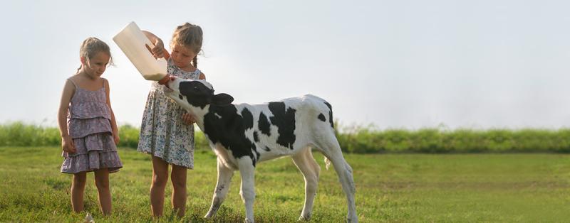 Bauernhof-Effekt: Kinder, die auf einem Bauernhof groß werden, haben seltener Allergien und allergisches Asthma als Stadtkinder Zwei Mädchen auf einer Wiese, ein Mädchen füttert ein Kalb mit Milch aus einem Plastikbehälter