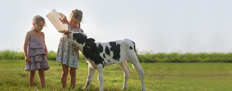 Zwei Mädchen auf einer Wiese, ein Mädchen füttert ein Kalb mit Milch aus einem Plastikbehälter