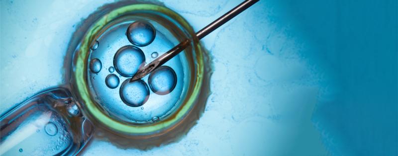ICSI-Behandlung: Der Reproduktionsmediziner wählt unter einem speziellen Mikroskop das erfolgversprechendste Spermium aus und injiziert es mit einer Pipette direkt in die Eizelle