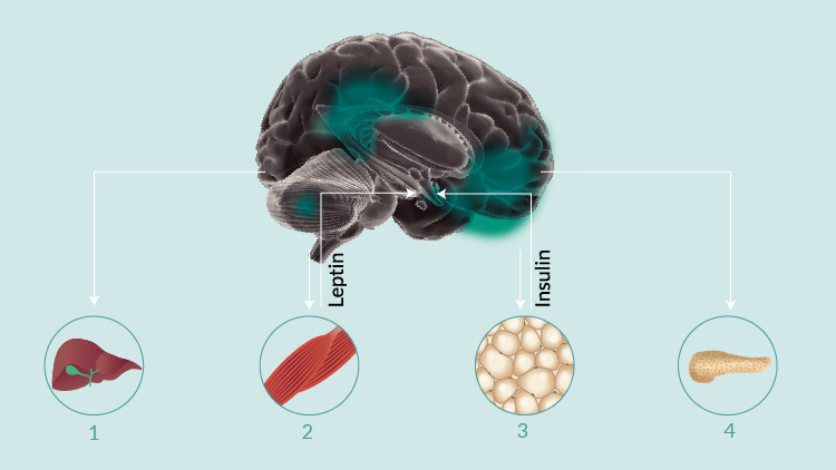 Grafische Darstellung: Die Hormone Leptin und Insulin signalisieren dem Gehirn Sättigung. Rot markiert sind Re‑ gionen, die von Insulin aktiviert werden