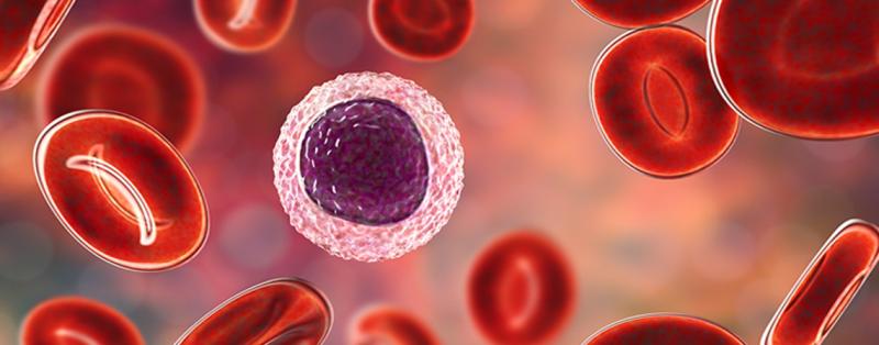 Lymphozyten sind für ein intaktes Immunsystem lebenswichtig. Erhöhte oder zu niedrige Werte können viele Ursachen haben 3D Illustration von Lymphozyten umgeben von roten Blutkörperchen