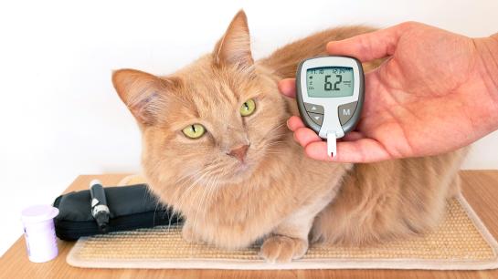 Homöopathie katzen - Die hochwertigsten Homöopathie katzen auf einen Blick