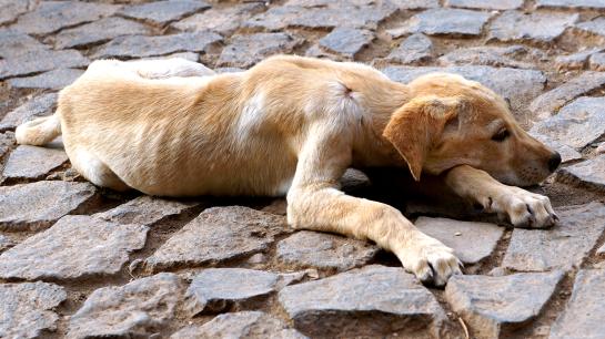Reihenfolge unserer favoritisierten Orthese hund kreuzbandriss