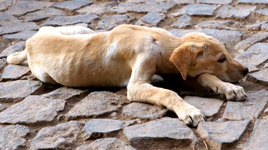 Ein Straßenhund liegt auf dem Boden