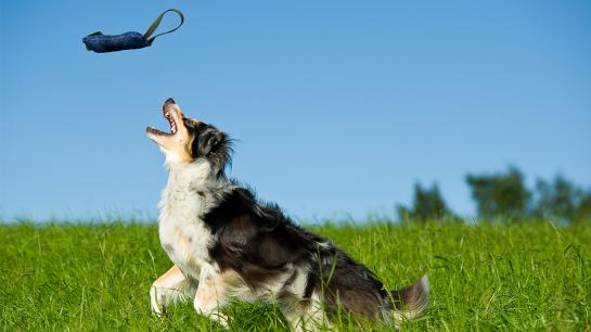 Ein springender Hund auf einer grünen Wiese 