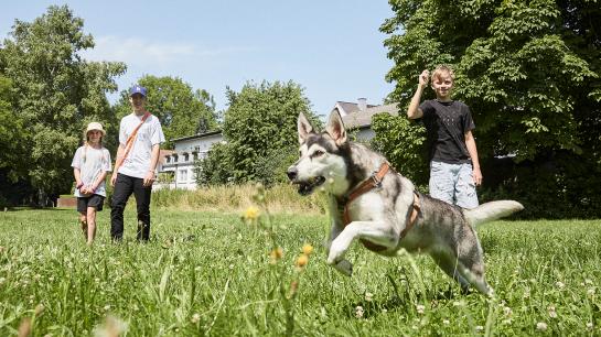 Hund rennt auf Wiese, im Hintergrund stehen Kinder 