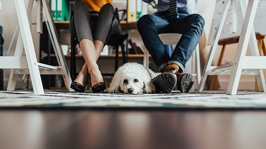 Hund liegt unter einem Tisch zwischen den Beinen von einem Mann und einer Frau