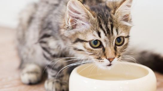 Eine junge Katze ist über einer weißen Wasserschüssel gebeugt