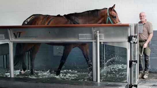 Ein Pferd in einem Wasserbecken: Physiotherapie hilft bei Verletzungen