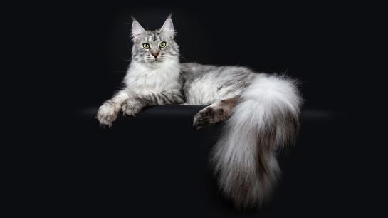 Eine Maine Coon-Katze liegt graziös auf einem schwarzen Gegenstand