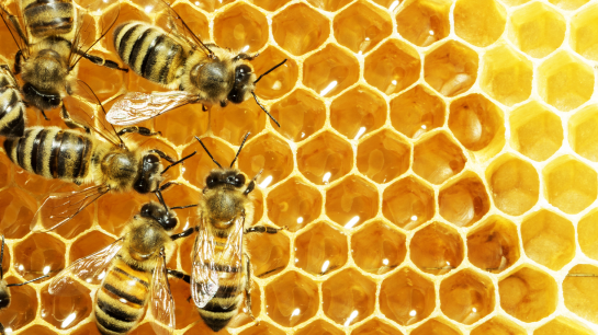 Honigbienen in ihren Waben