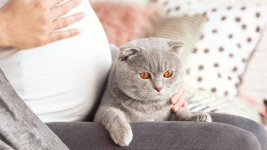 Frau hält sich Hand auf ihren Schwangerschaftsbauch und Katze sitzt auf Unterleib der Frau.