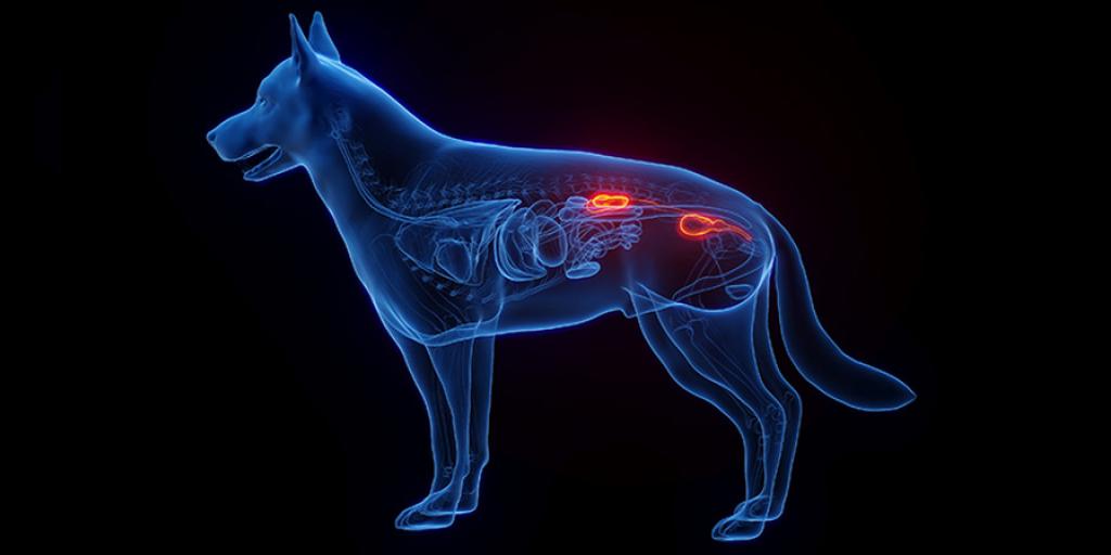 Blasenentzndung beim Hund erkennen und behandeln